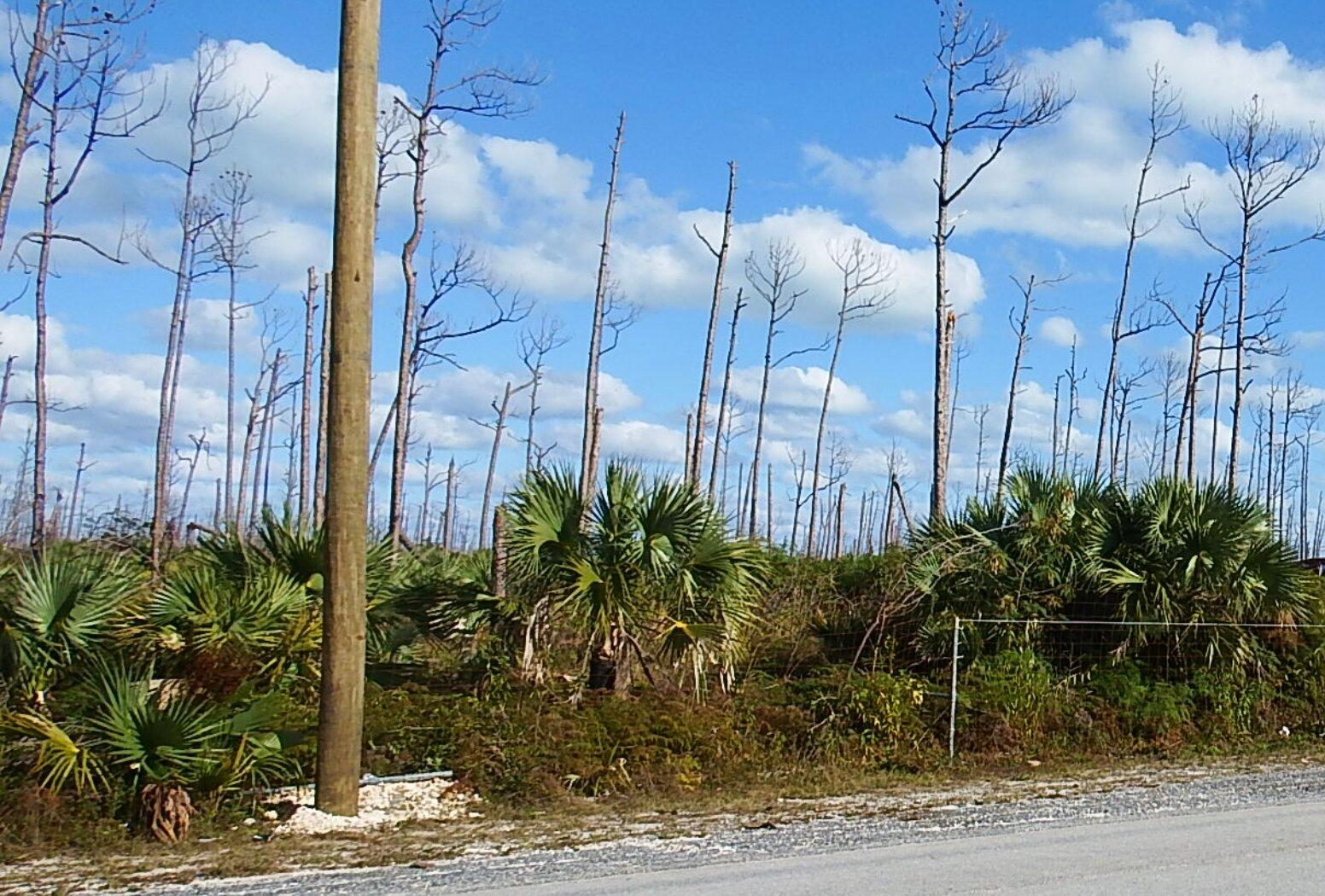 LOT 18 BLACKWOOD