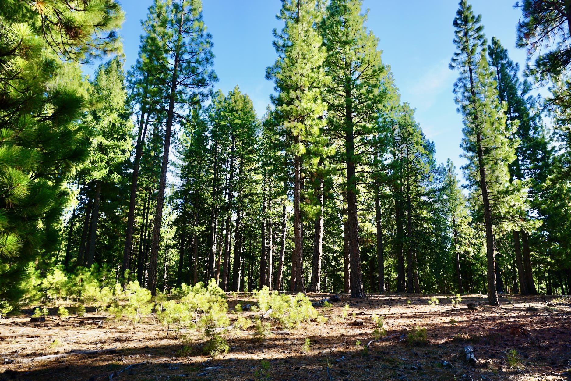 1899 Red Fox Road