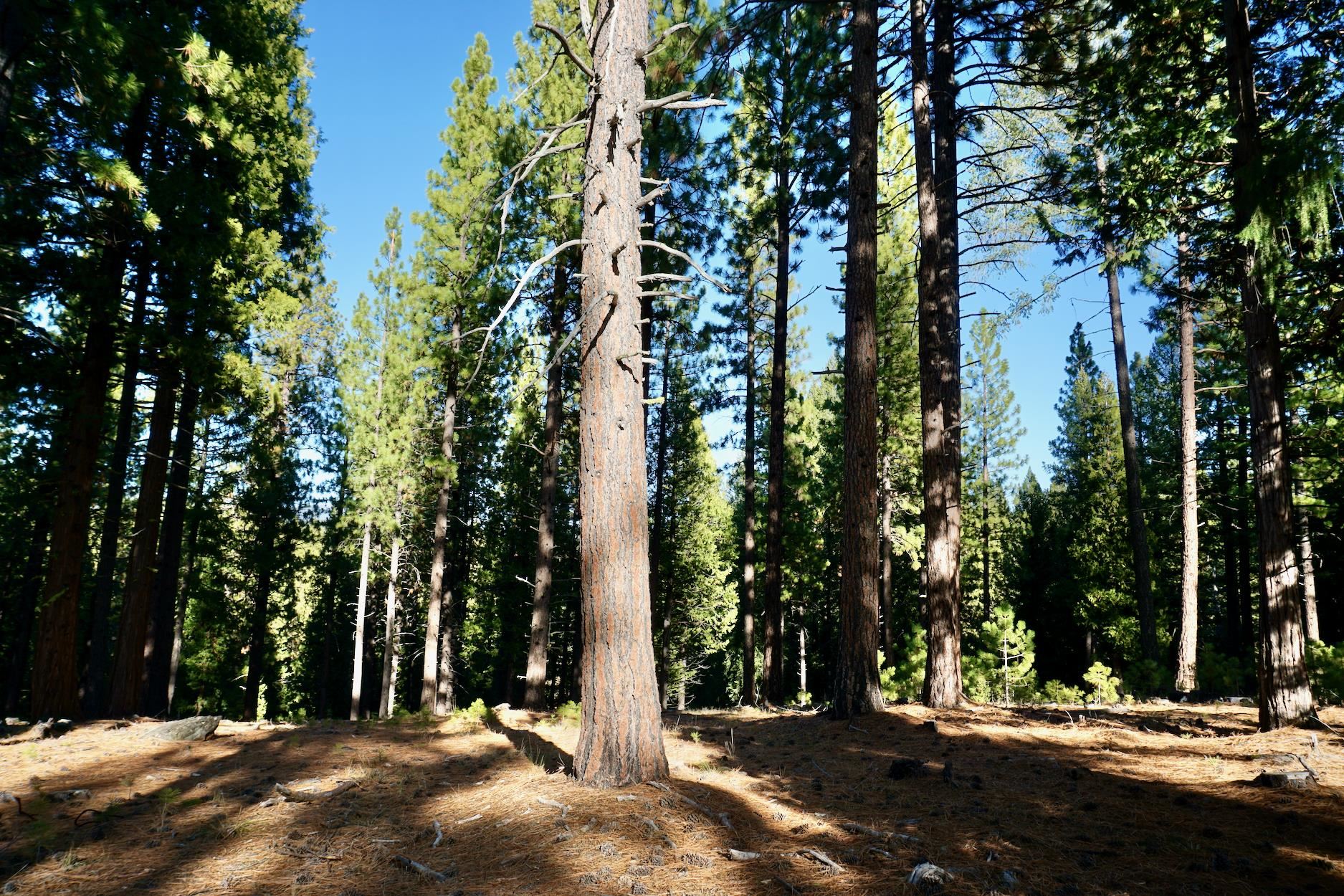 1899 Red Fox Road