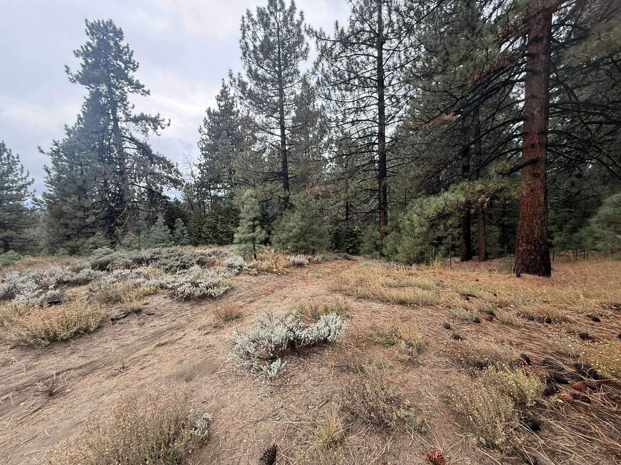 1785 Grizzly Road