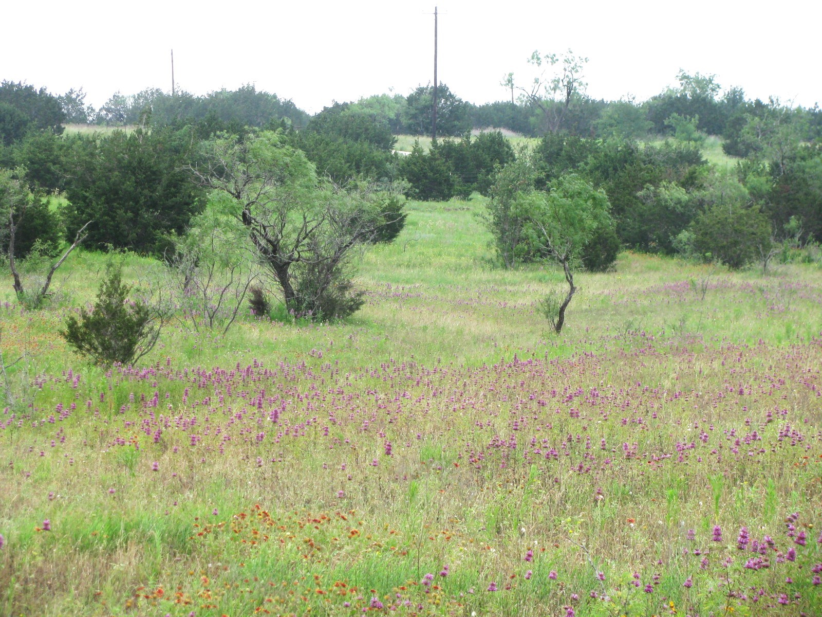Lot N31 PR 2902