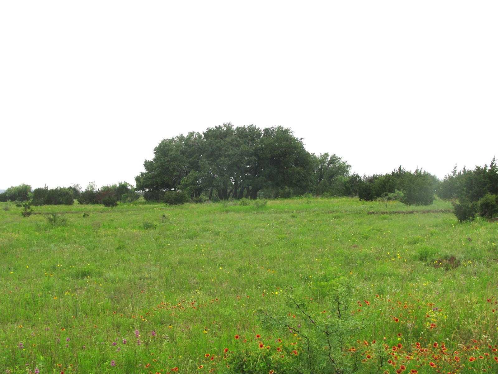 Lot N31 PR 2902