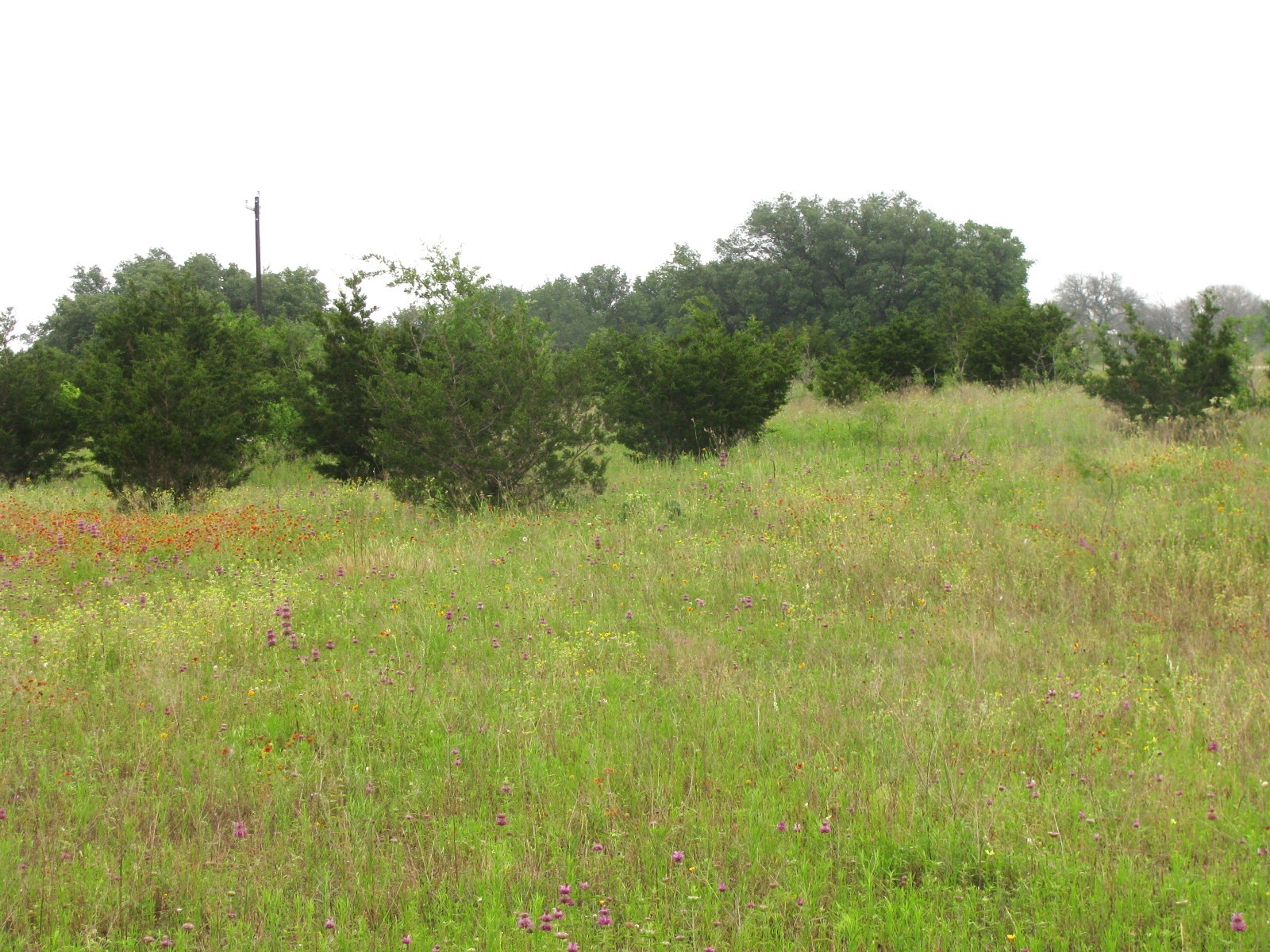Lot N31 PR 2902