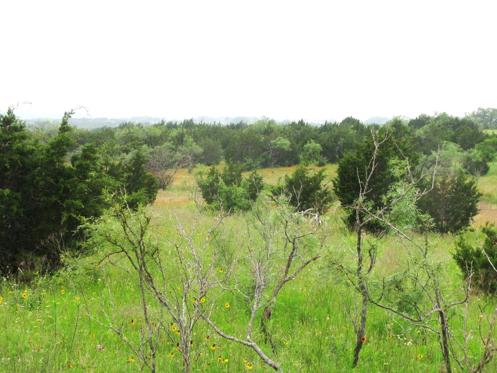 Lot N31 PR 2902