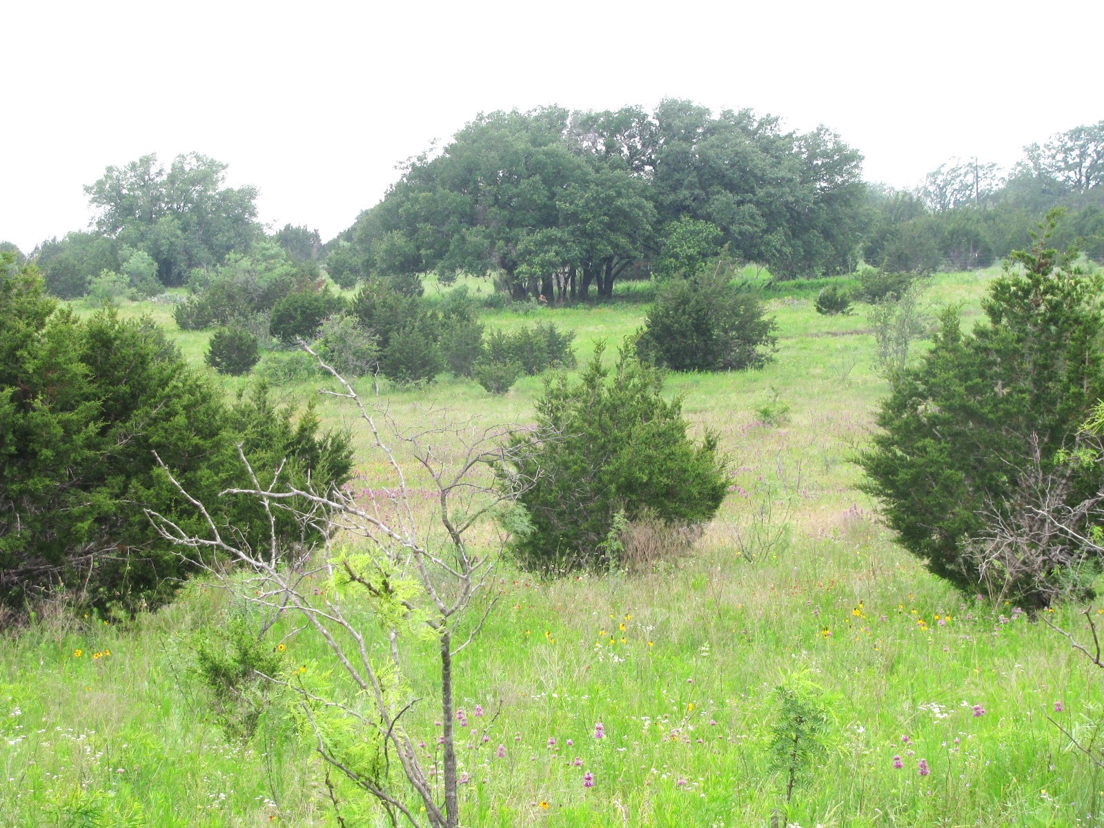 Lot N31 PR 2902