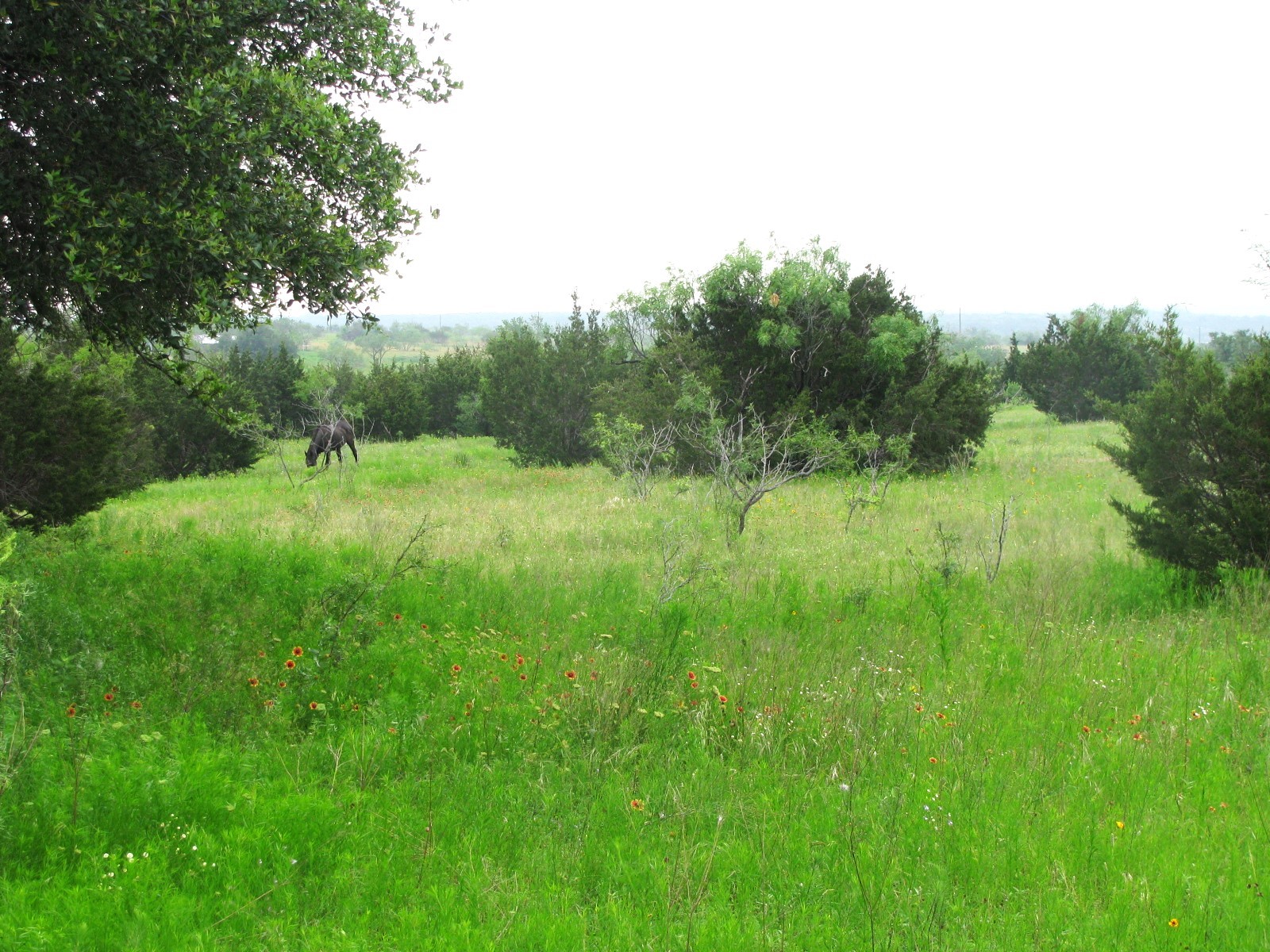 Lot N31 PR 2902