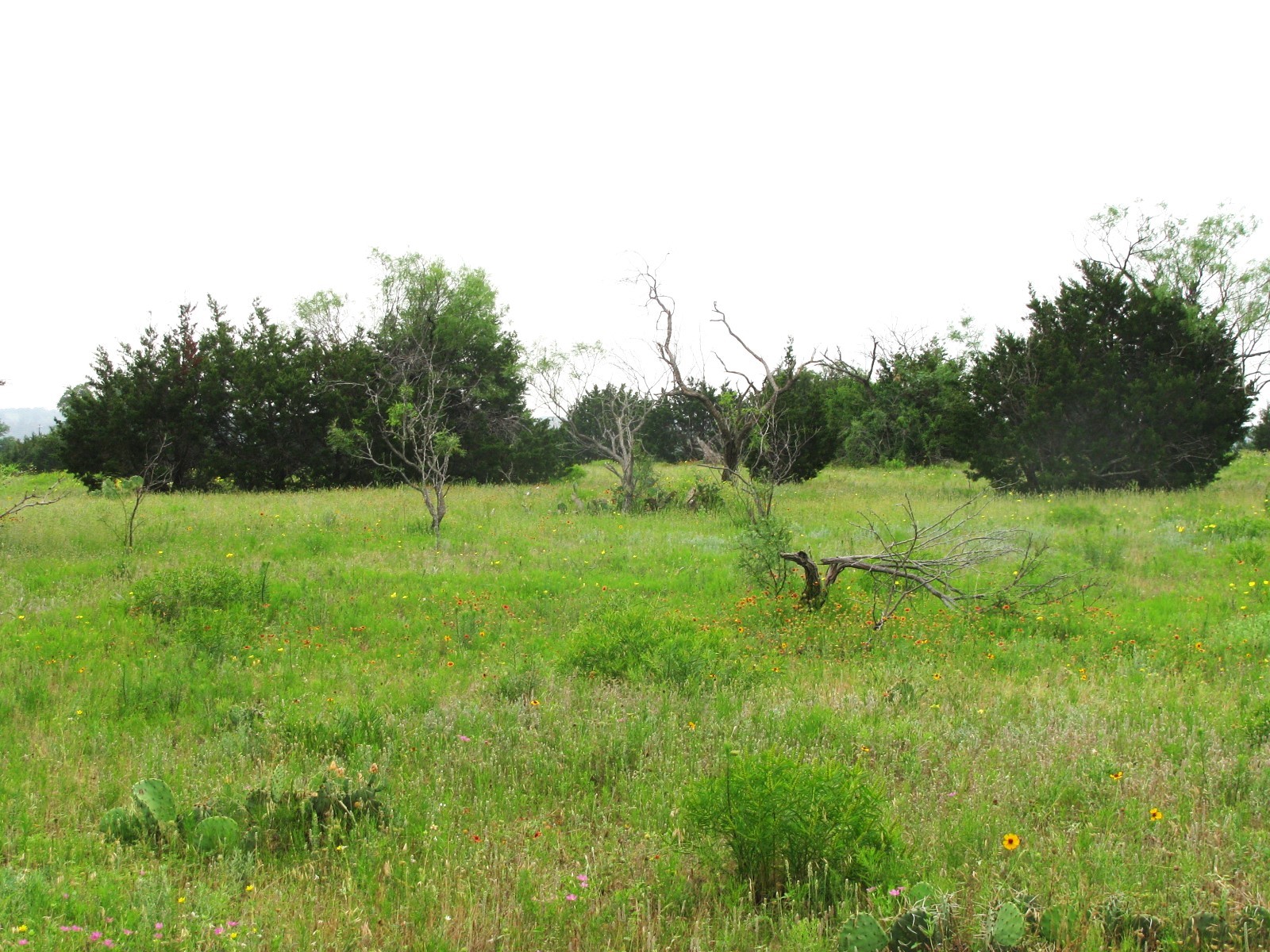 Lot N31 PR 2902
