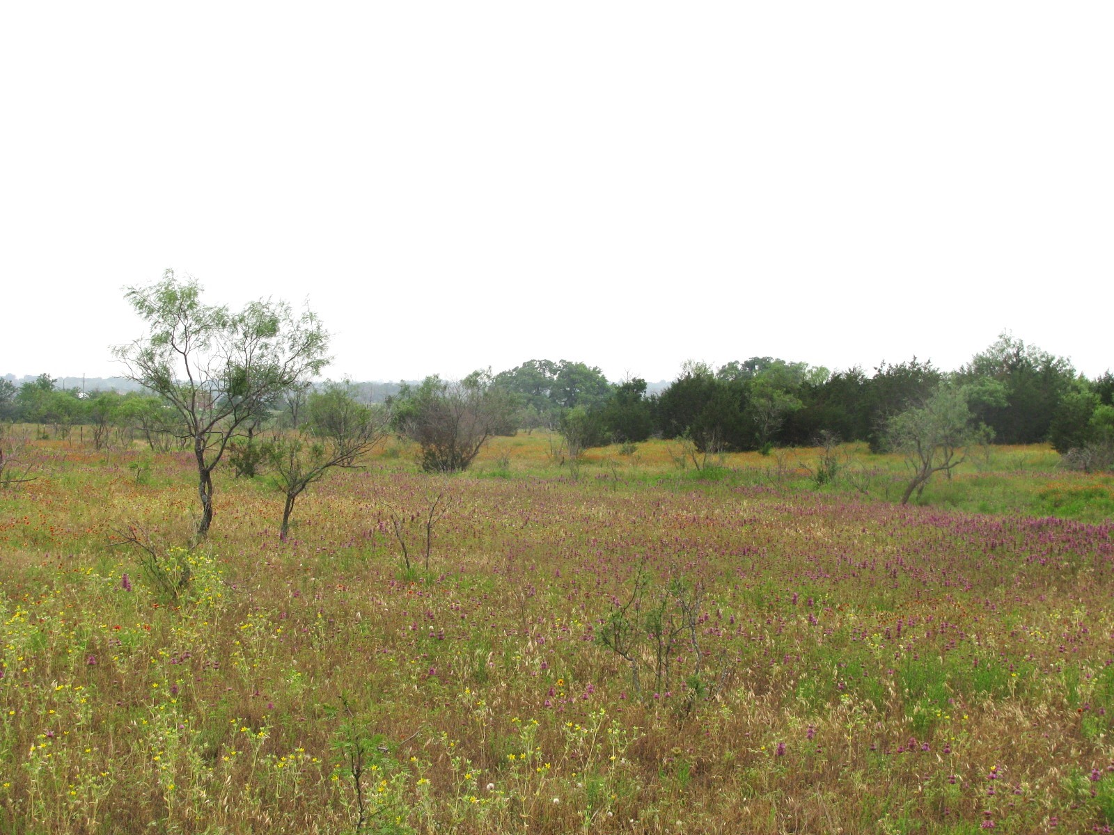 Lot N31 PR 2902