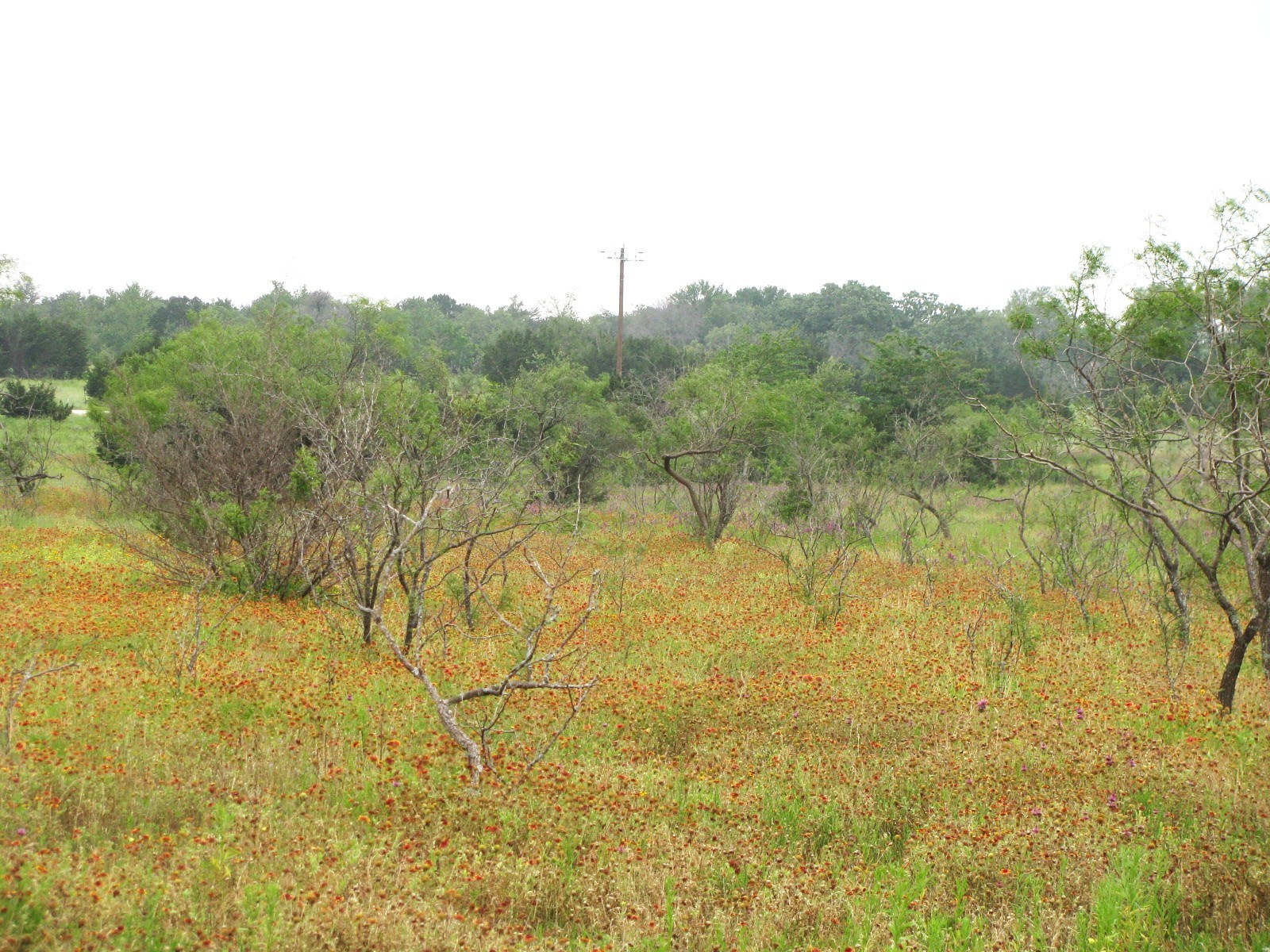 Lot N31 PR 2902