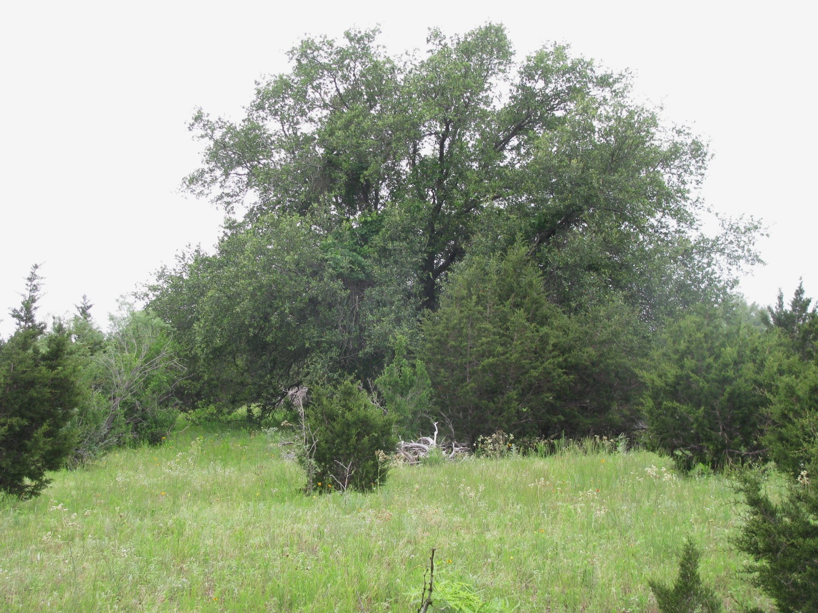 Lot N31 PR 2902