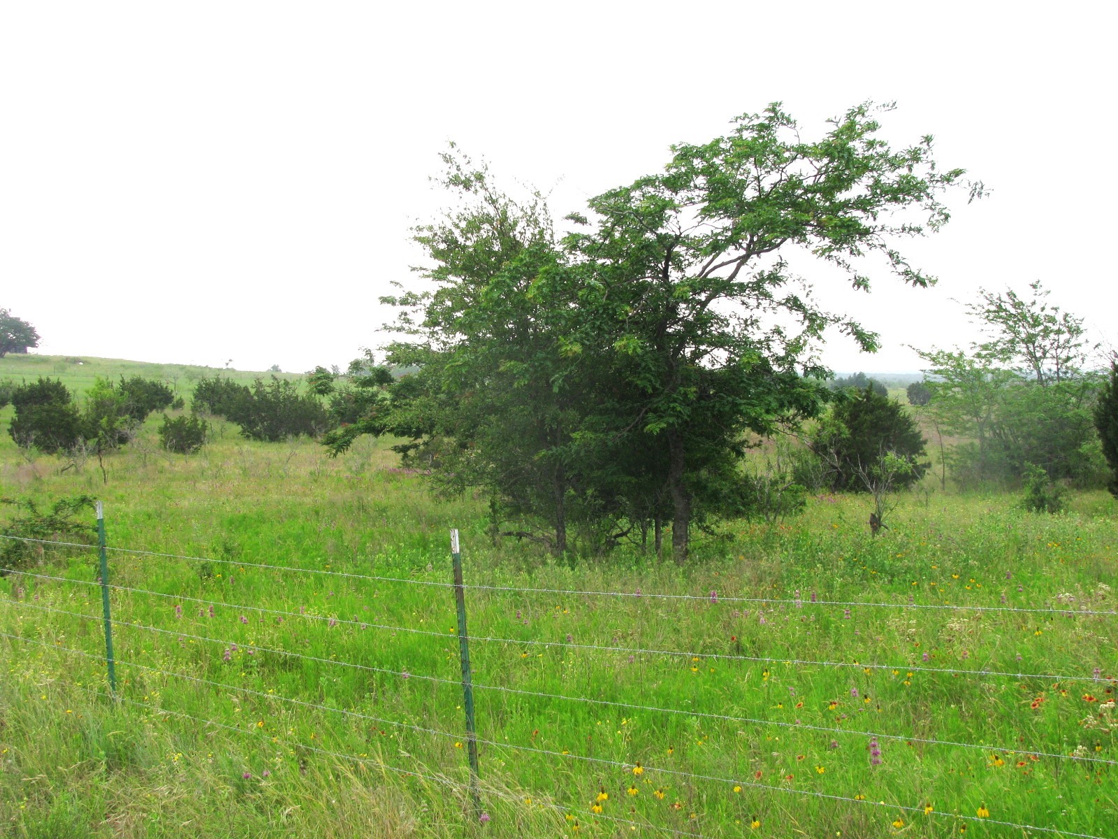 Lot N31 PR 2902