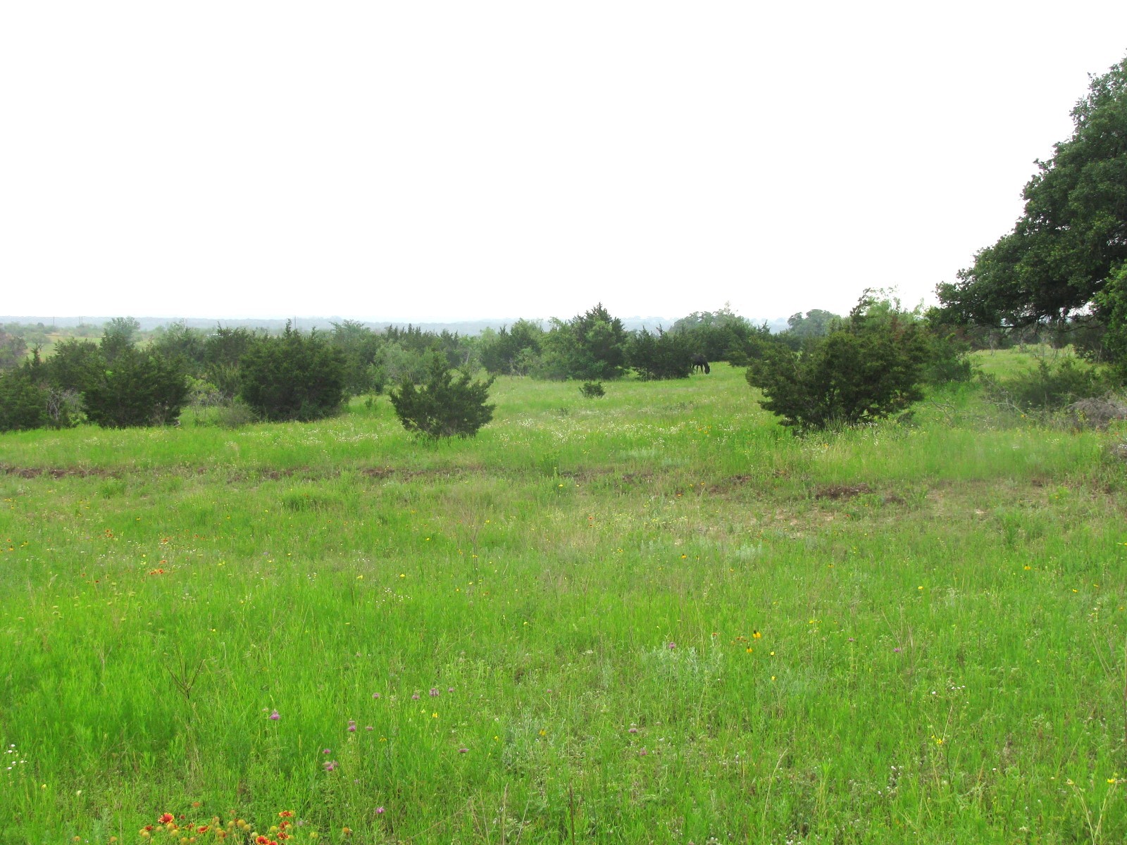 Lot N31 PR 2902