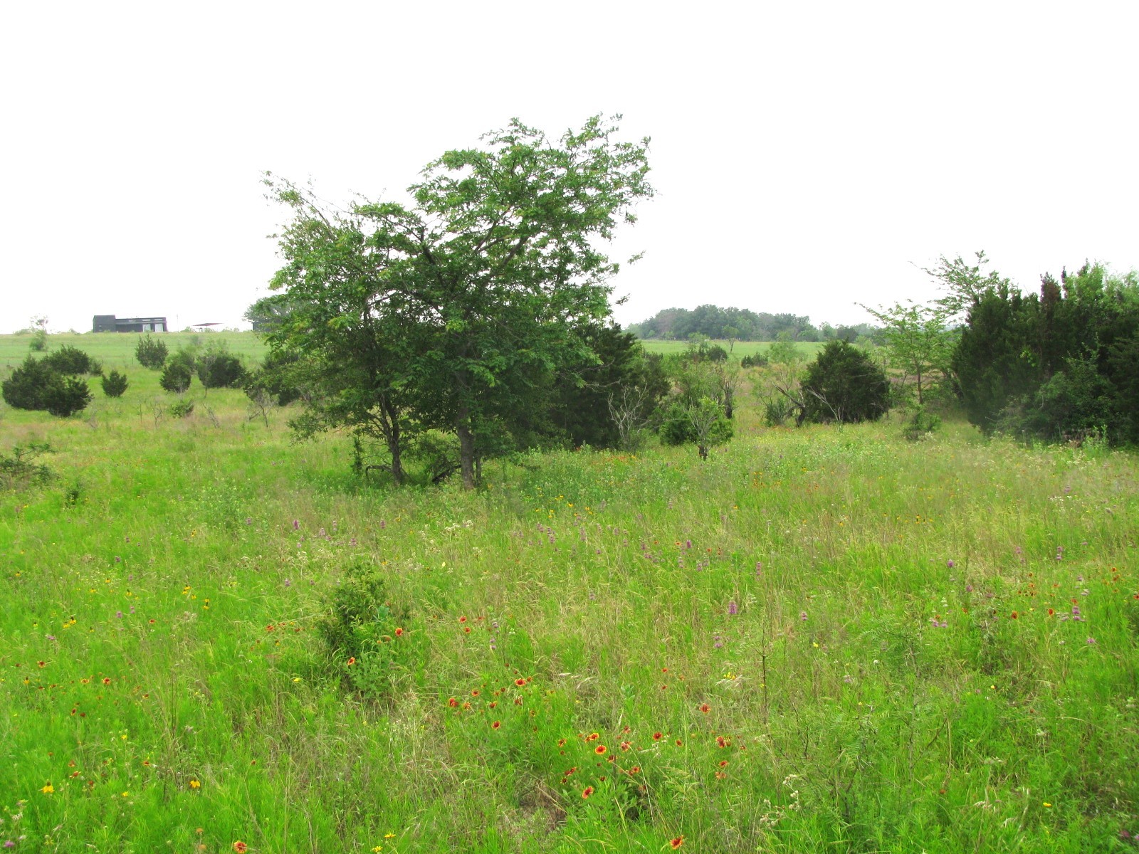 Lot N31 PR 2902