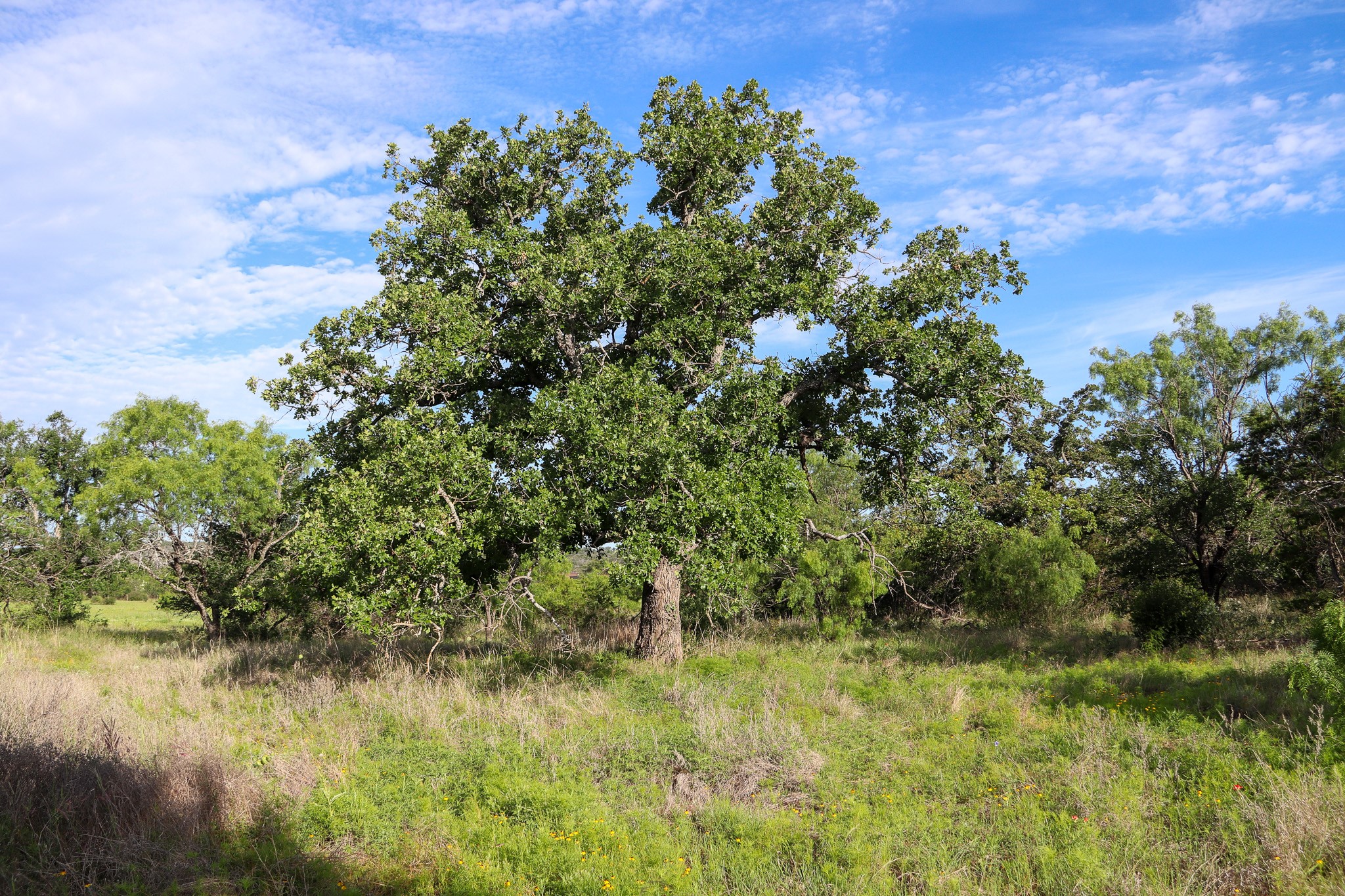 TBD Oak Ridge Tr