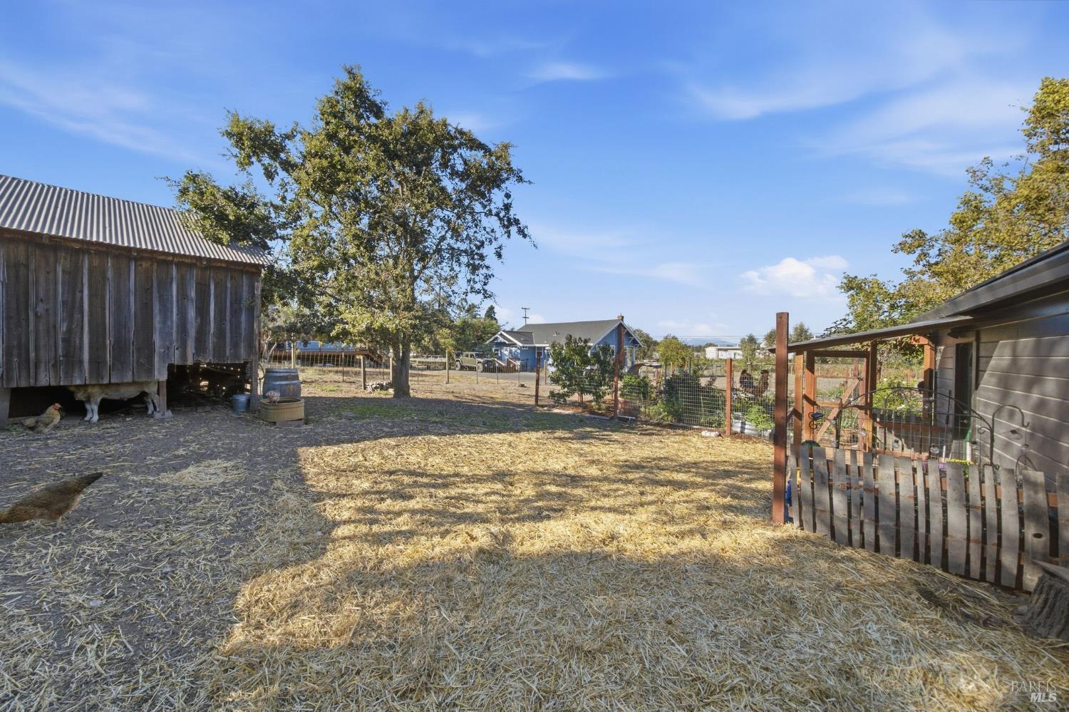 Fenced animal yard with straw-covered ground, a weathered shed, and a chicken in the foreground.