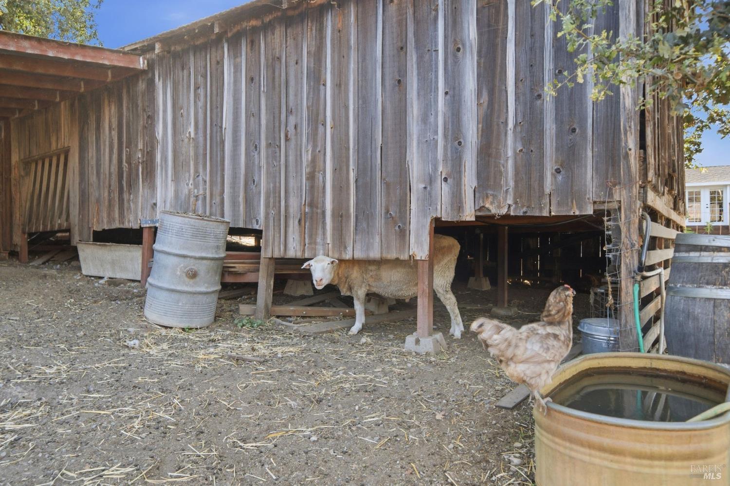 Weathered wooden barn with a sheep underneath and chickens beside a water trough.