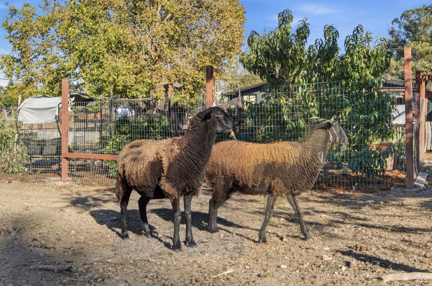 Two sheep stand in a fenced yard beneath leafy trees.