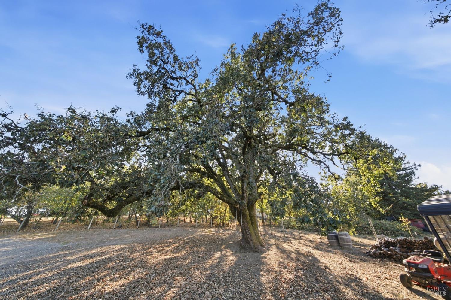 Mature oak tree shading a leaf-covered yard beside a gravel drive and fenced grounds.