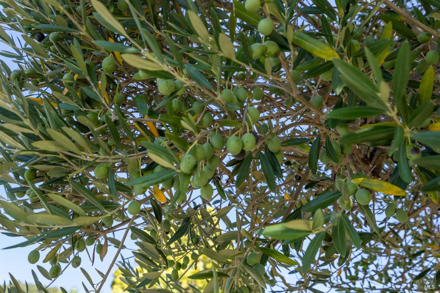 1036 Los Gamos Rd #A