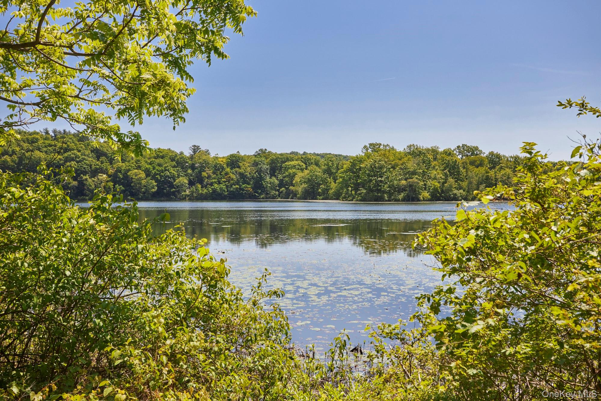 Wooded lake with lily pads, framed by leafy shoreline vegetation.