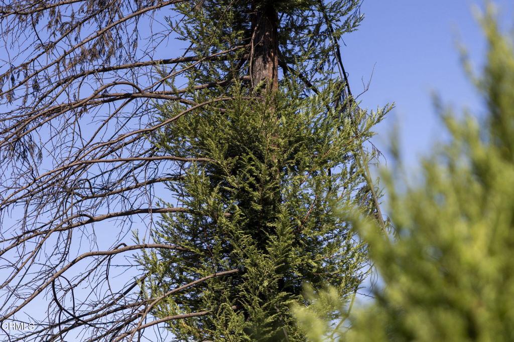 2975 Santa Anita Avenue