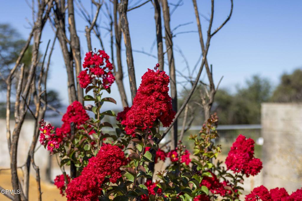 2975 Santa Anita Avenue