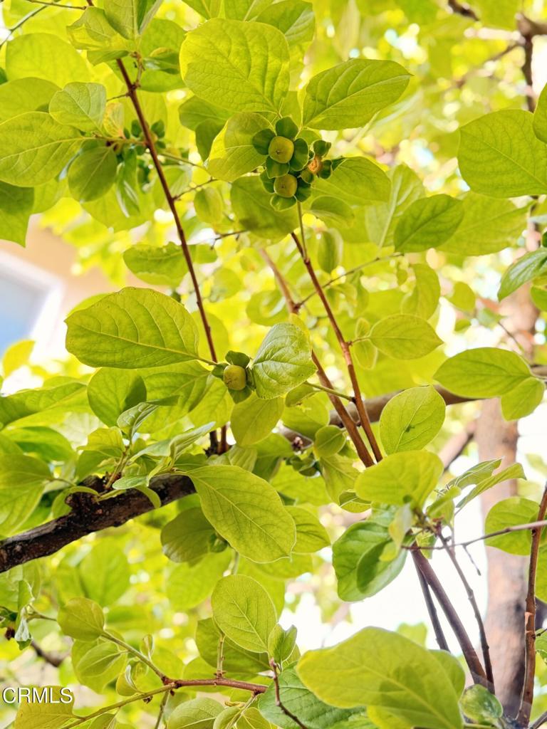 96 N Craig Avenue 13