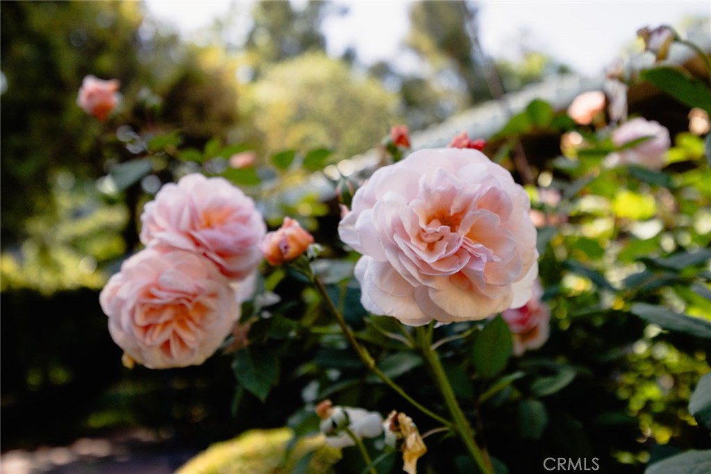 85 S San Rafael Avenue