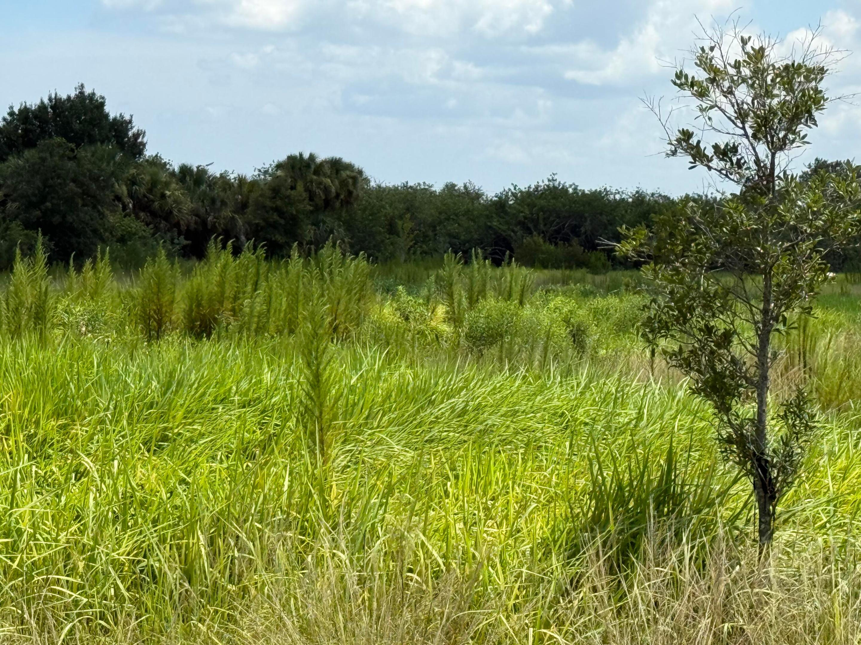 305 Fawn Trail Street