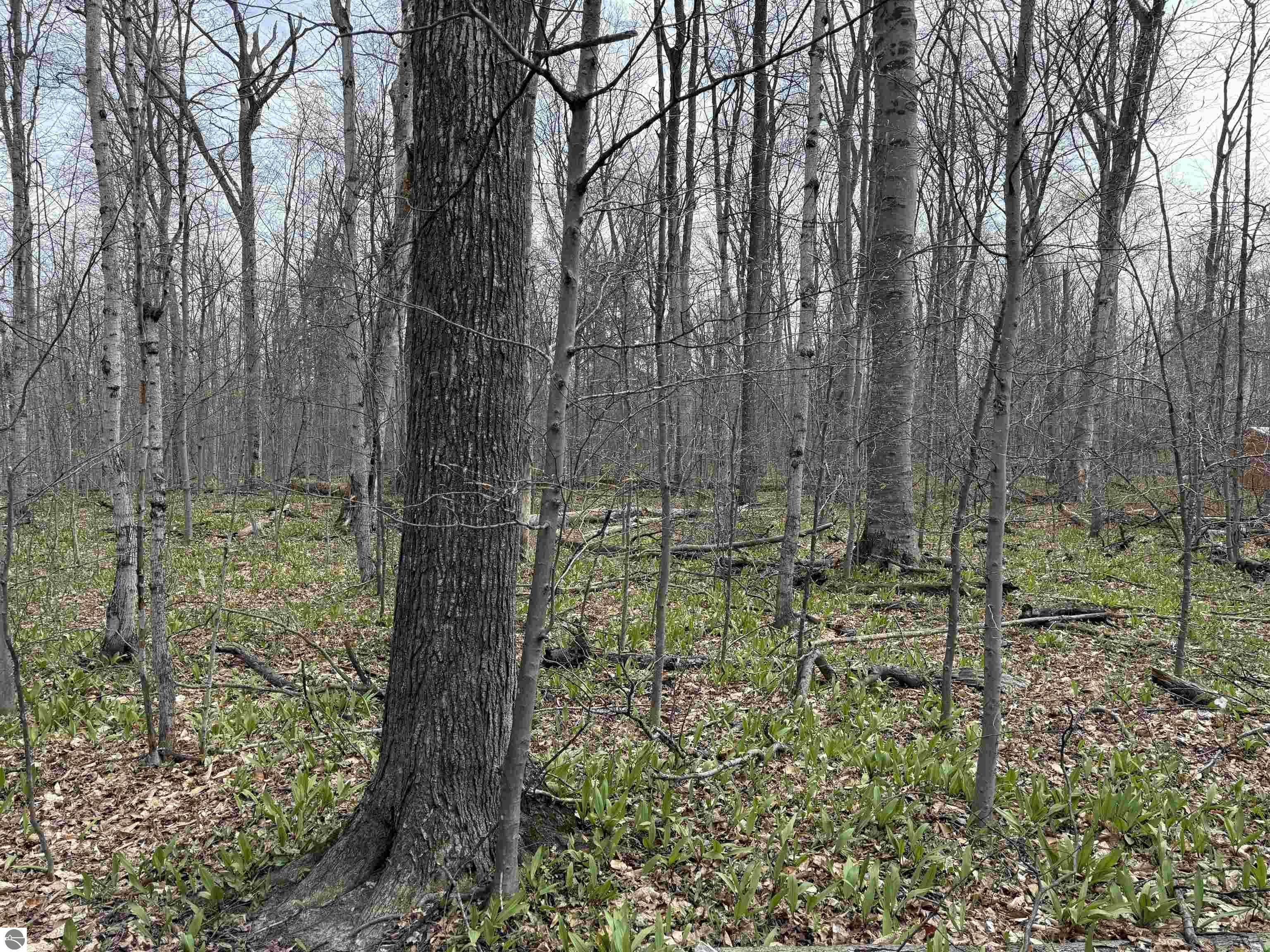 0000 E Sugar Maple Drive
