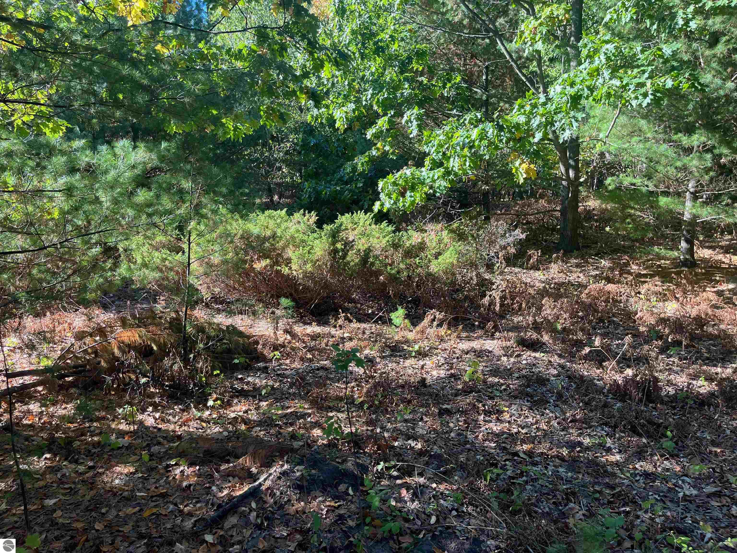 4735 Leaning Birch Drive