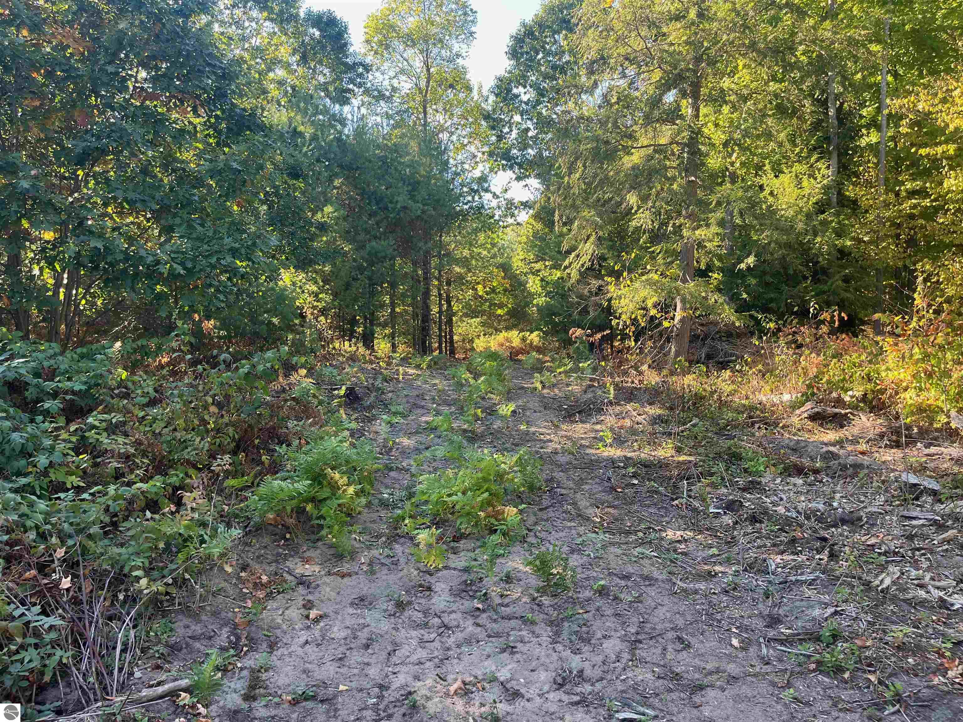 4735 Leaning Birch Drive