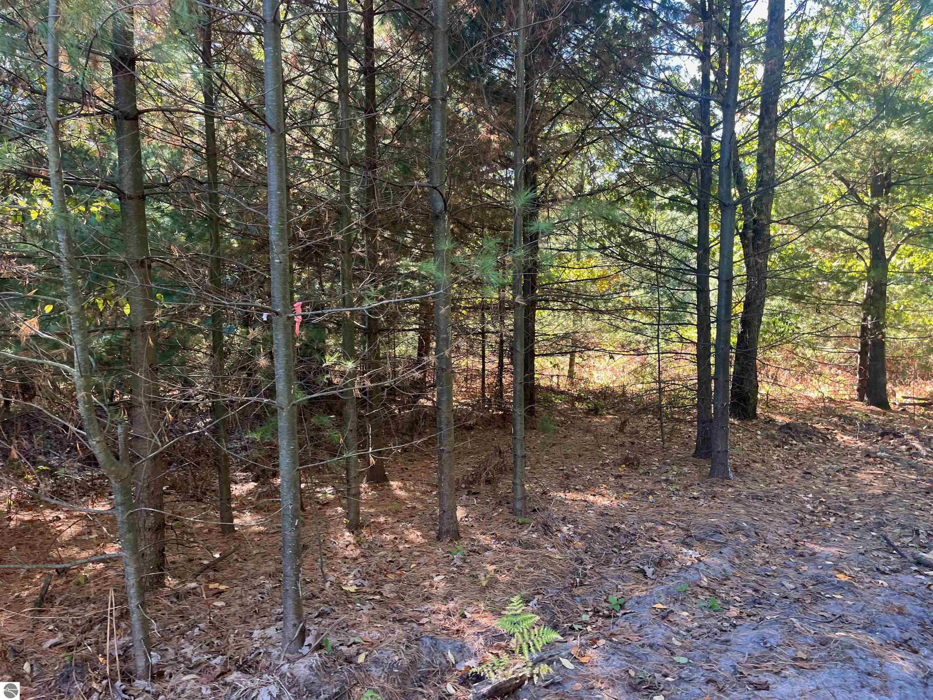 4735 Leaning Birch Drive