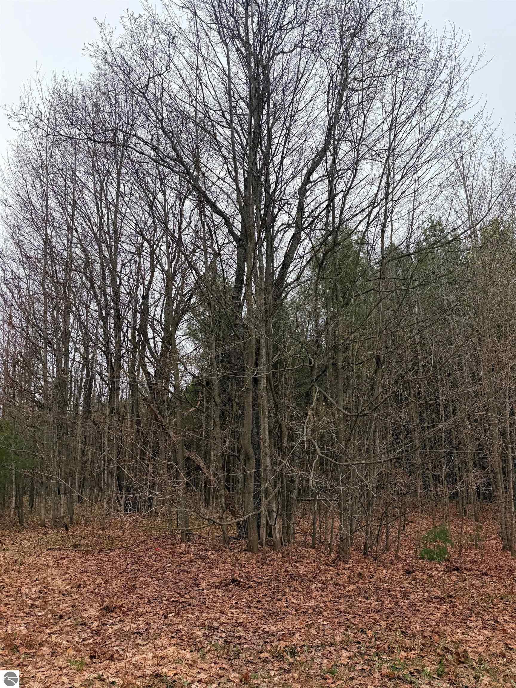 02 Woodland Trail