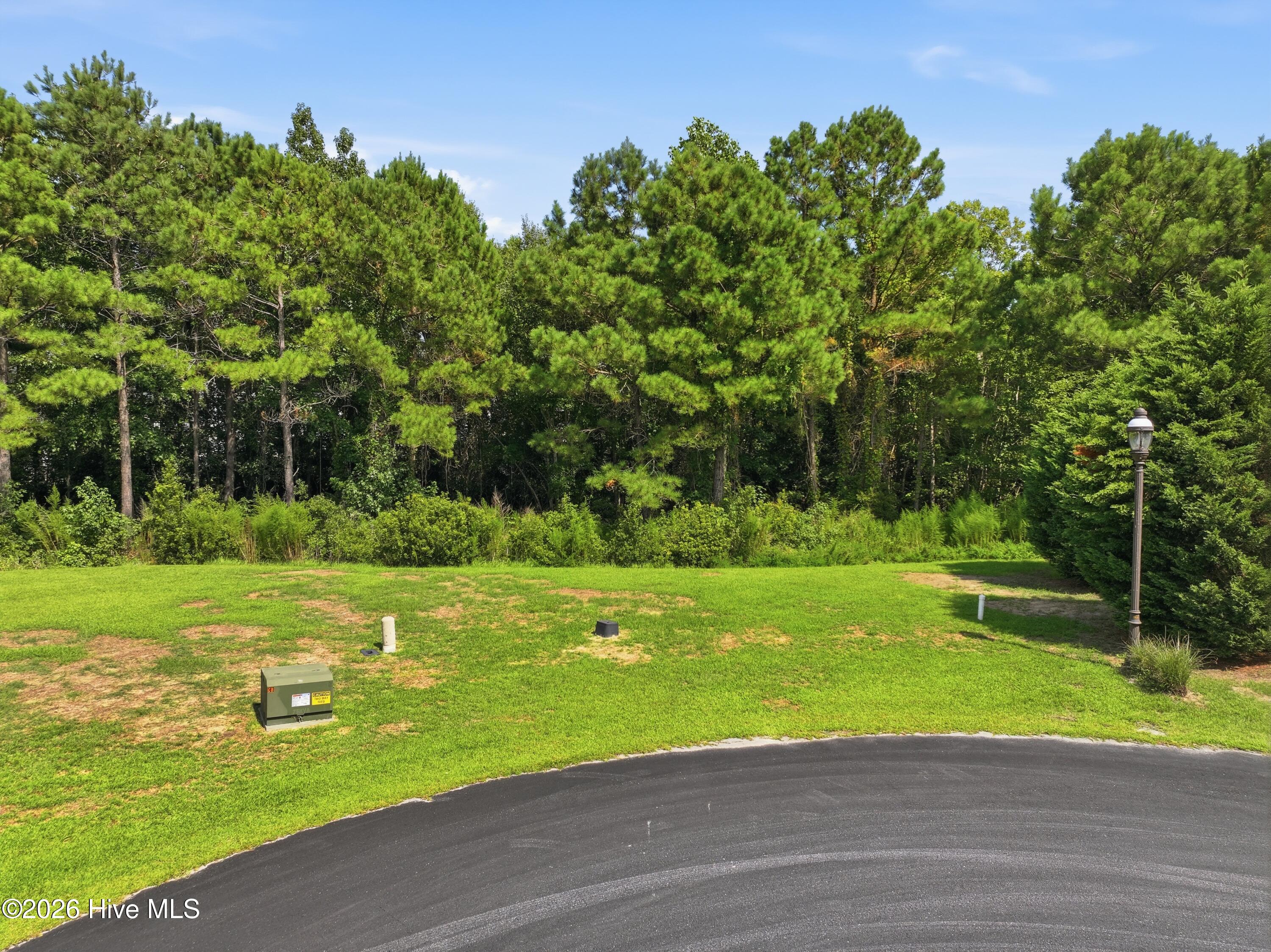 Grassy yard bordered by pine trees beside a curved asphalt driveway.