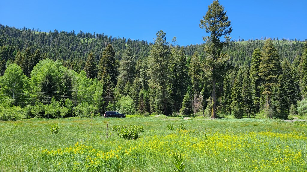 Grassy vacant lot with yellow wildflowers and a forested mountain slope in the background.
