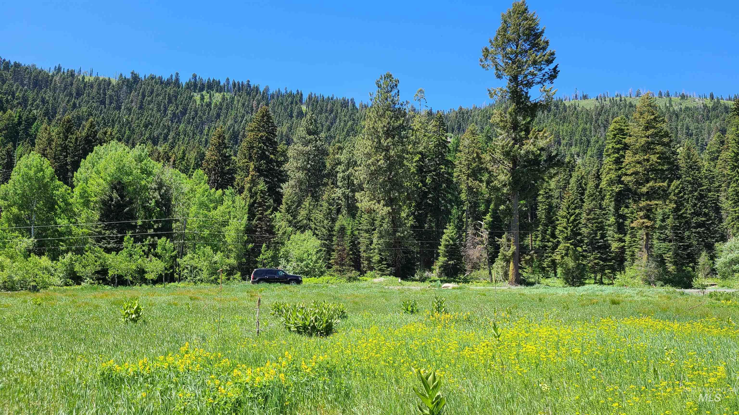 Open meadow with yellow wildflowers, backed by evergreen forest and wooded mountain slopes.