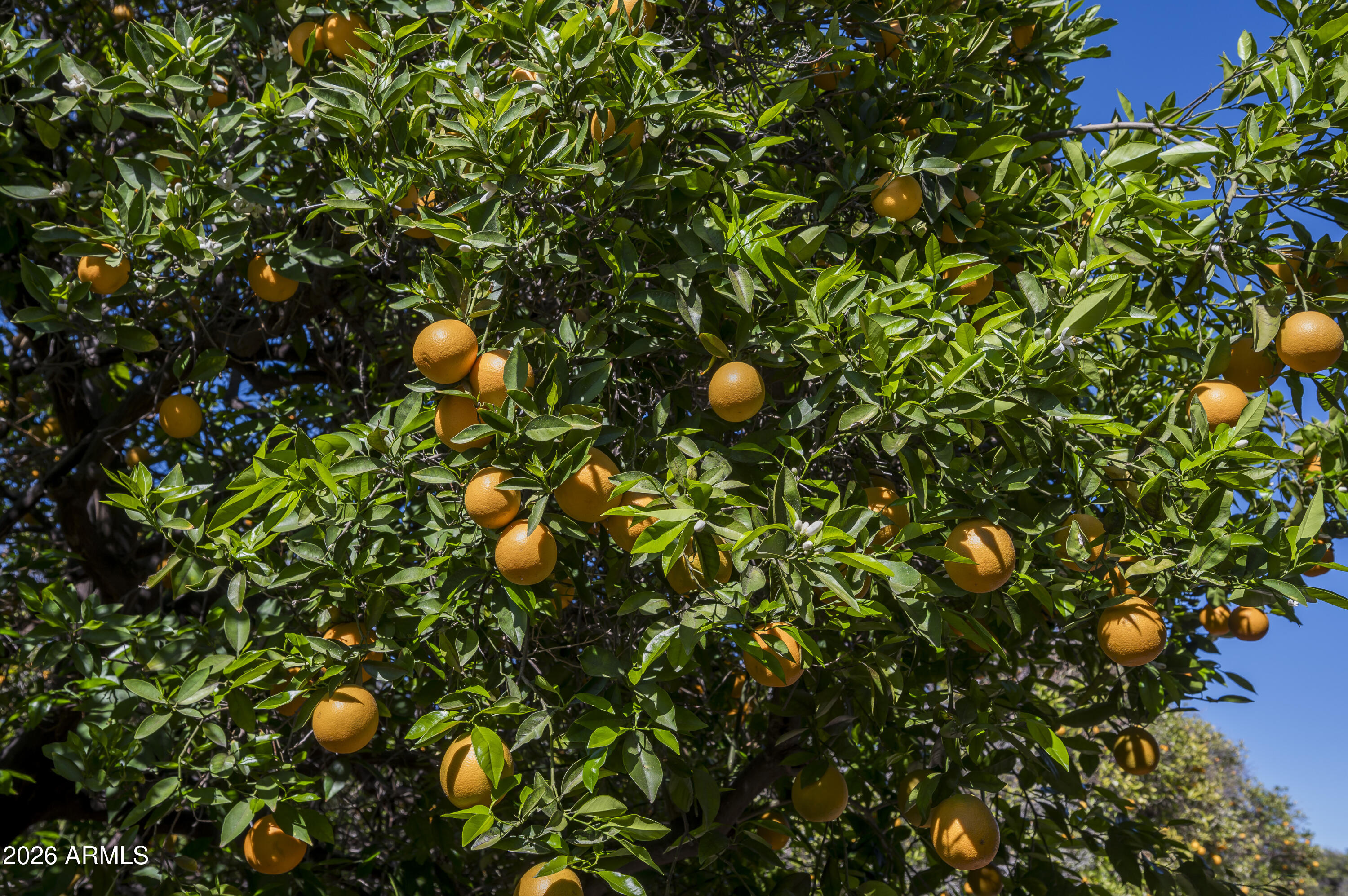 3905 E MALLORY Circle