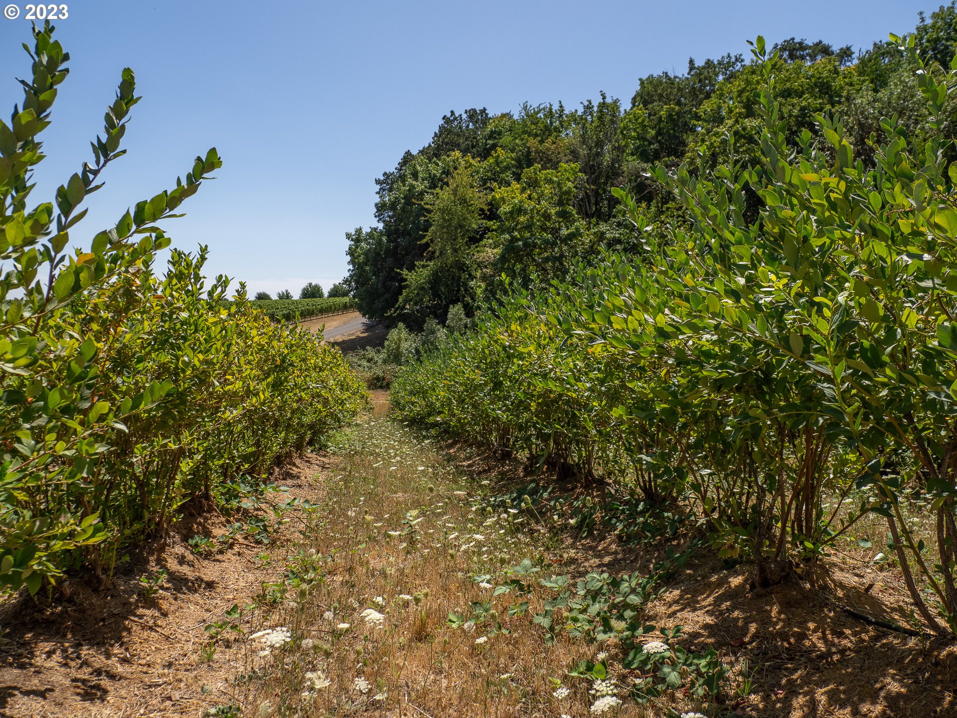 11300 SE WESTLAND LN