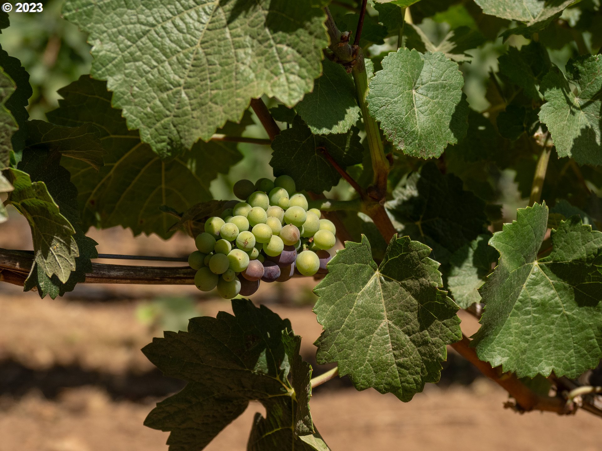 11300 SE WESTLAND LN