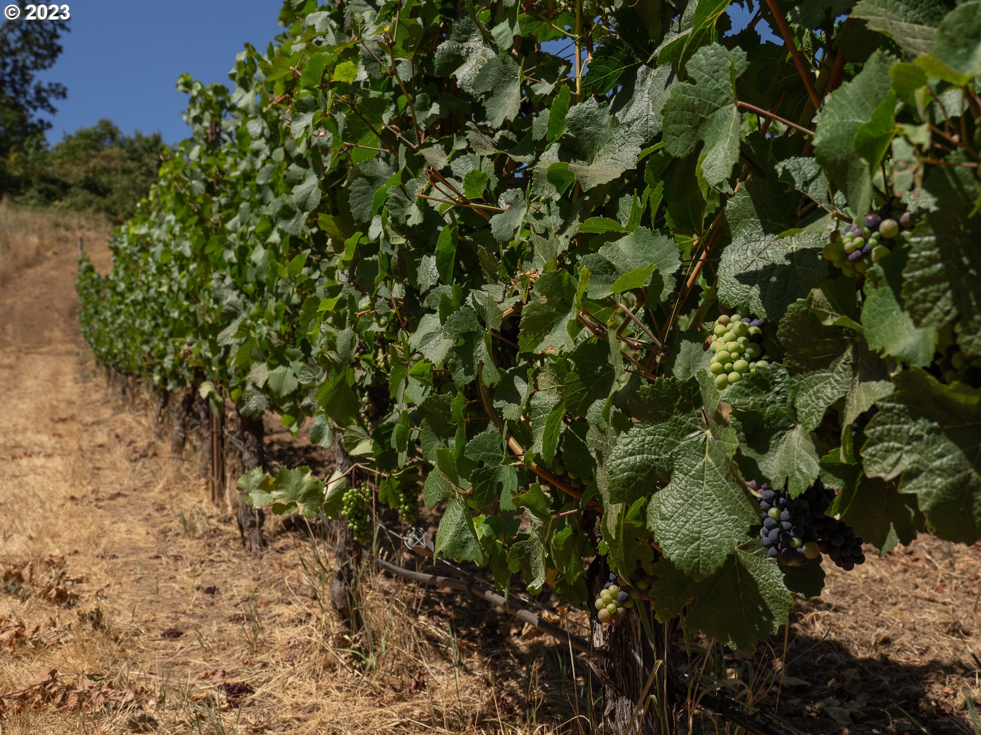 11300 SE WESTLAND LN