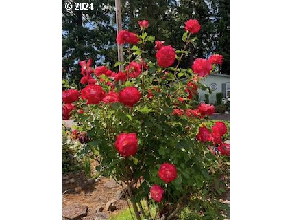 11694 SW ROYAL VILLA DR