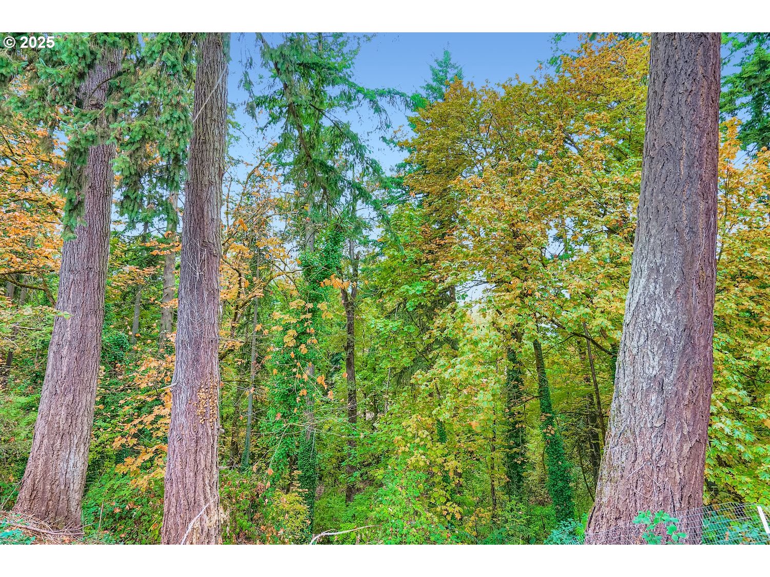 8295 WHEATLAND RD, Keizer