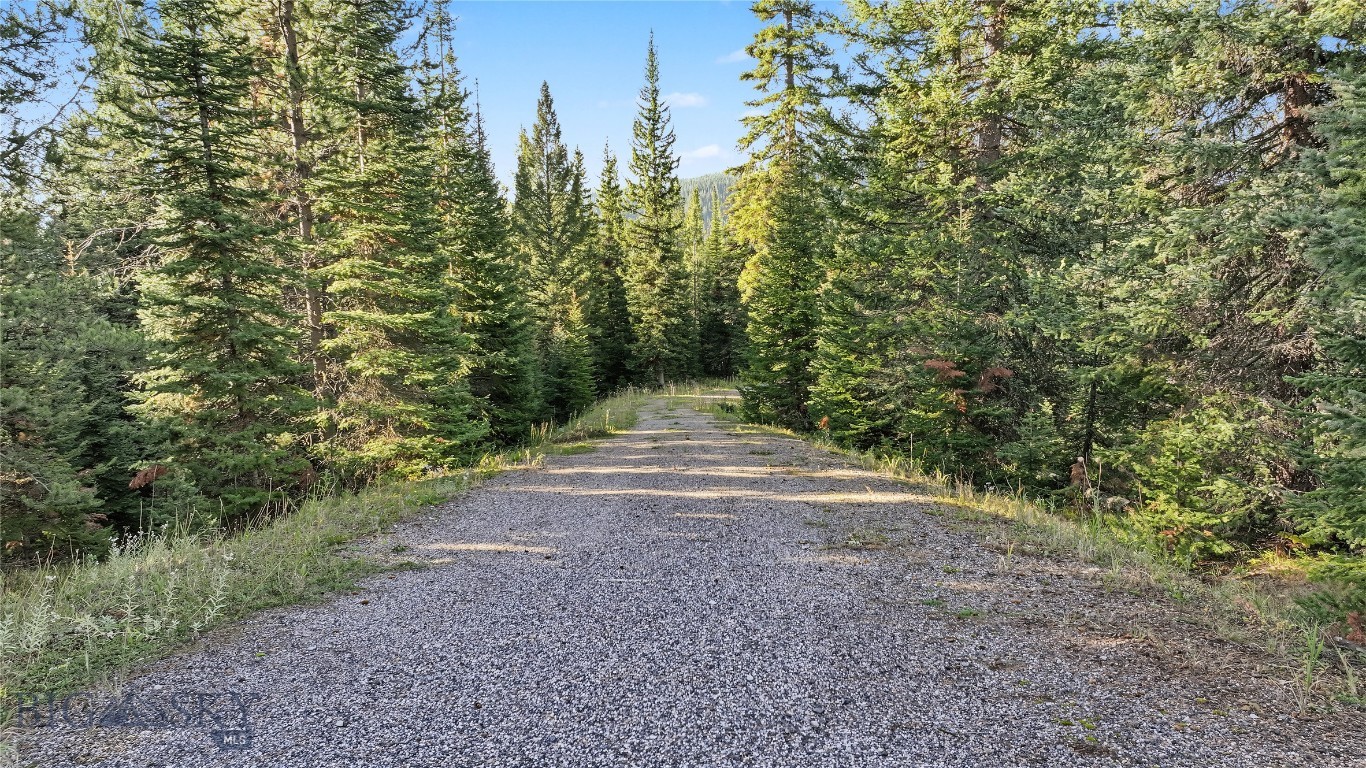 Gravel driveway winding through dense evergreen forest.