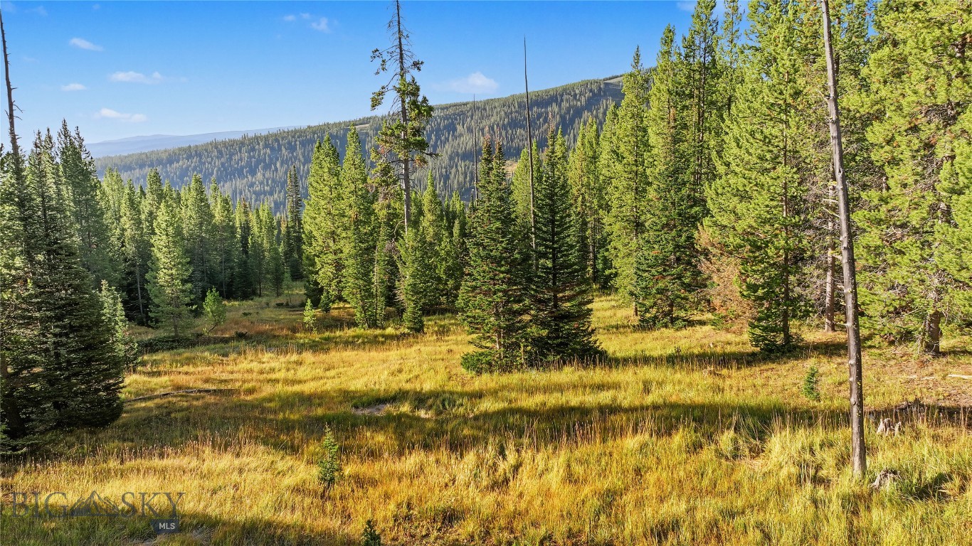 Grassy clearing among evergreen trees with a forested mountain ridge beyond.