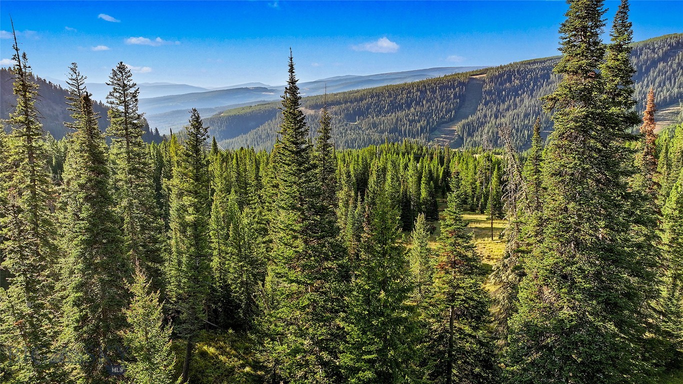 Evergreen forest and mountain ridges beyond a small sunlit clearing.