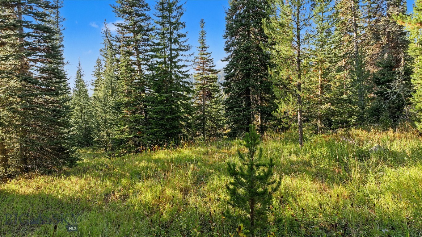 Wooded property lot with a grassy clearing surrounded by evergreen trees.