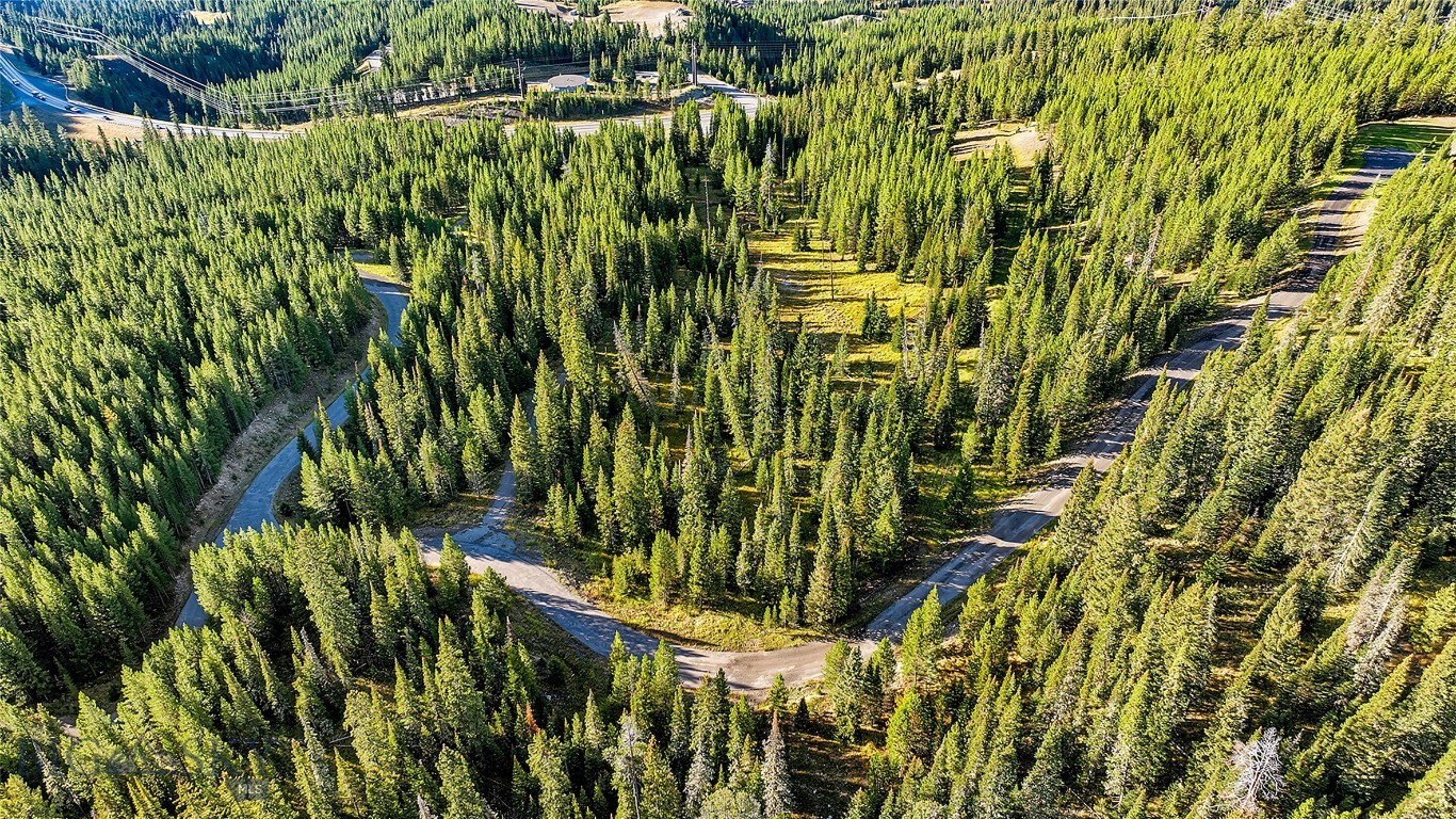 Aerial view of dense evergreen forest crossed by winding roads and clearings.