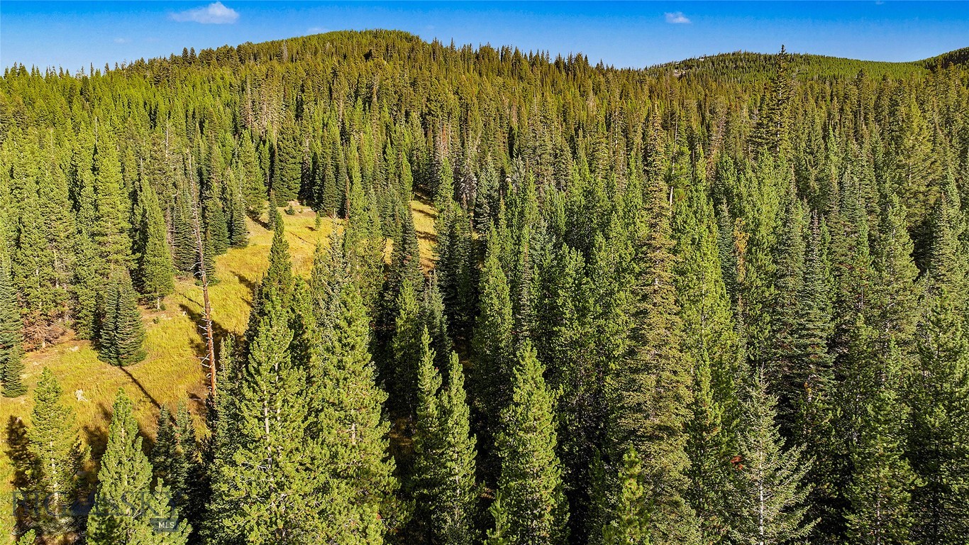 Aerial view of dense evergreen forest and a golden meadow clearing on a wooded Big Sky property.