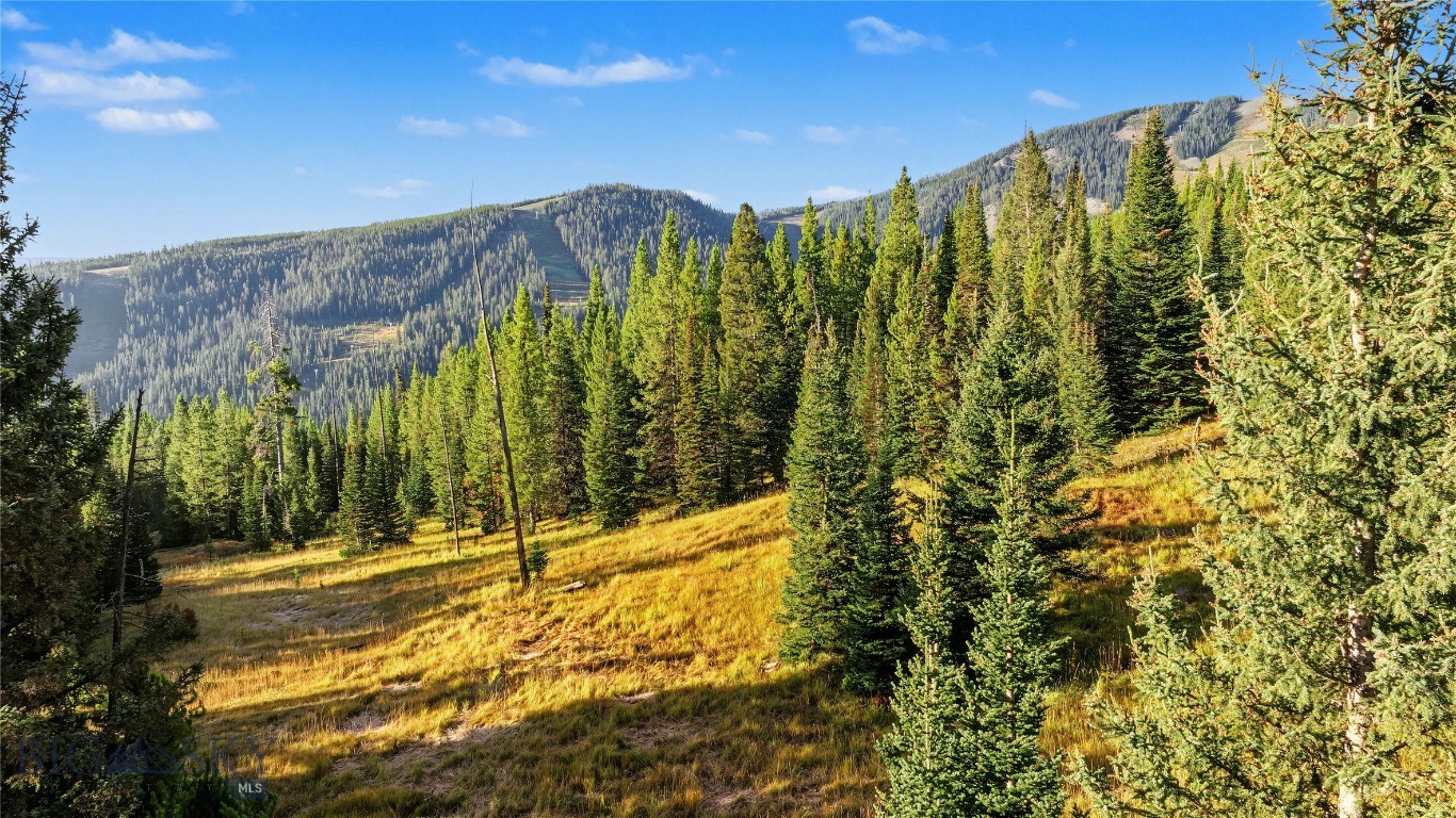 Grassy mountain slope with evergreen trees and forested ridges beyond.